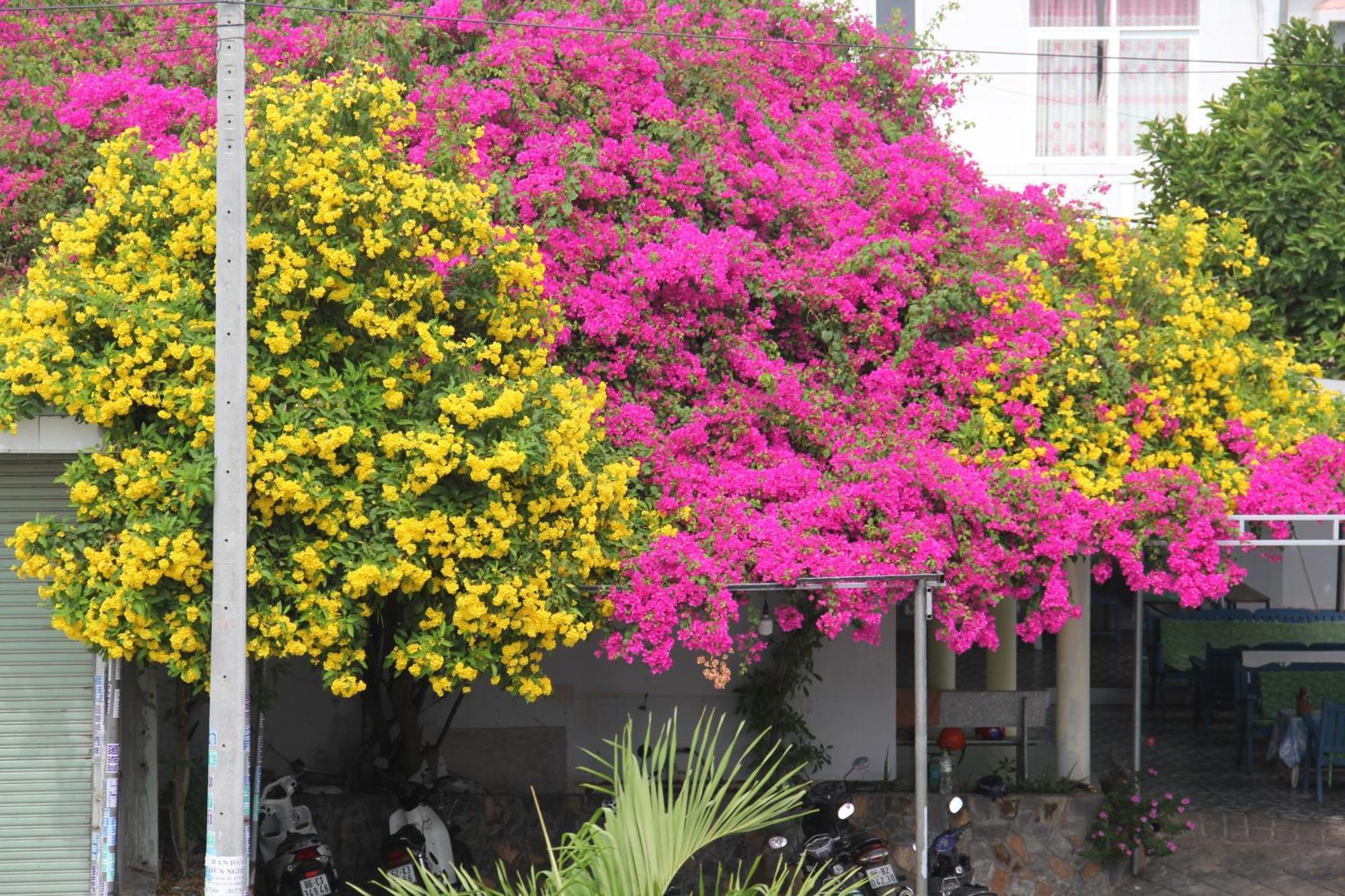 Dynasty Muine Resort Ap Thien Phuoc Luaran gambar